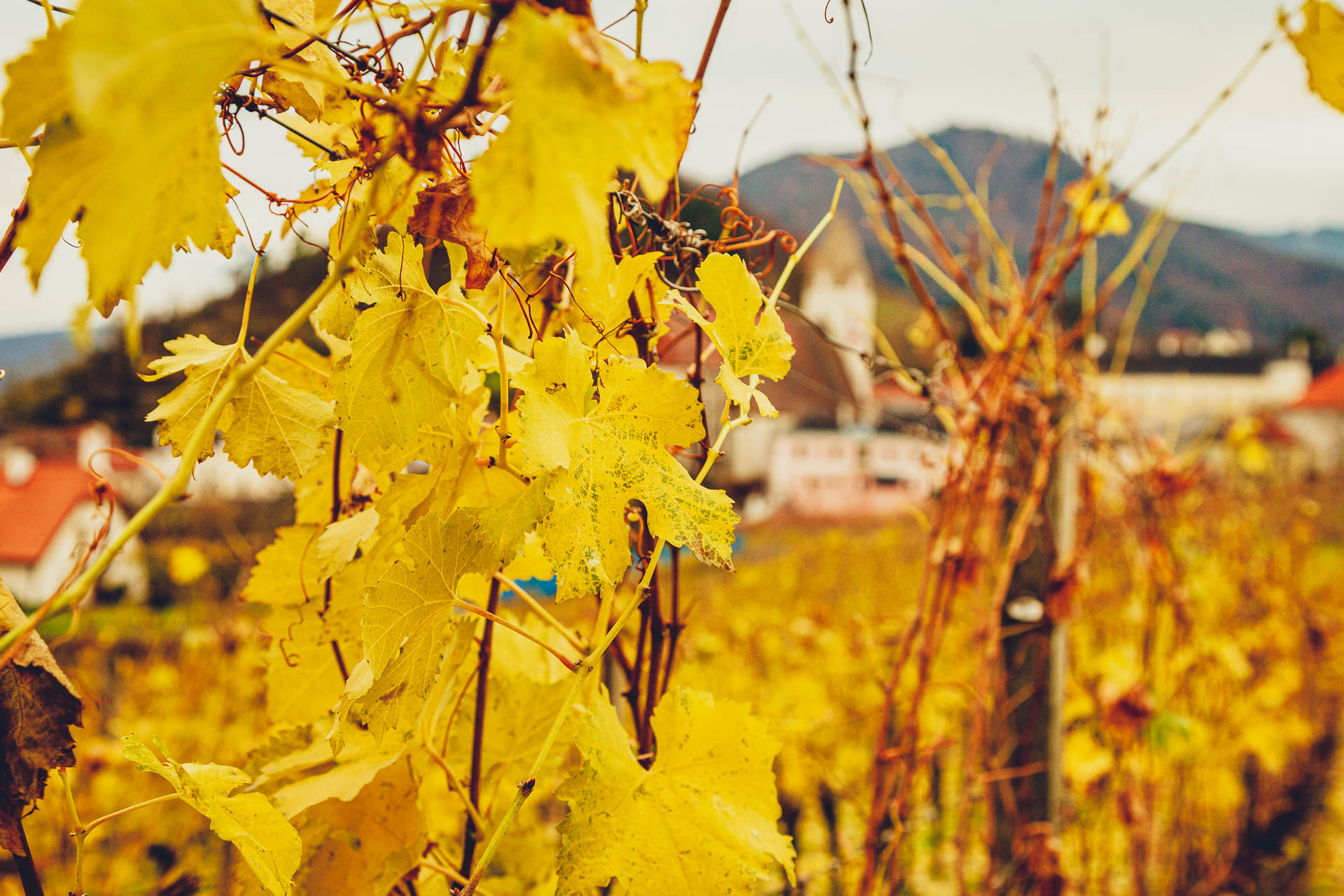 Weingut Gebetsberger, Wachau